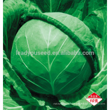 AC021 Erji early maturity f1 hybrid cabbage seed different types of seeds